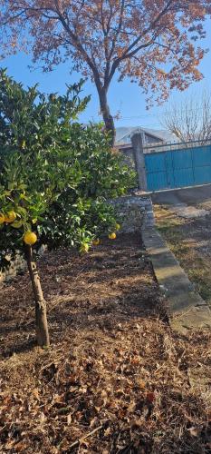a group of orange trees in a yard at Appartamento Mërqi in Lezhë