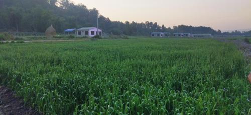 ein Feld mit hohen grünen Grasflächen mit Häusern im Hintergrund in der Unterkunft Kantipur community homestay in Chitwan
