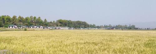 ein Grasfeld mit Häusern im Hintergrund in der Unterkunft Kantipur community homestay in Chitwan