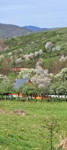 a field with trees and a hill in the background at Cabana Larisa in Armeniş