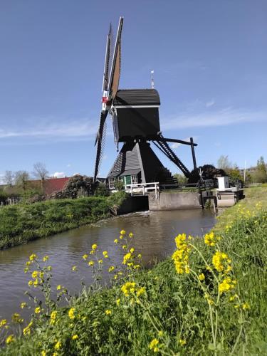 a windmill in the middle of a river with yellow flowers at Slapen bij de molenaar in Leerdam