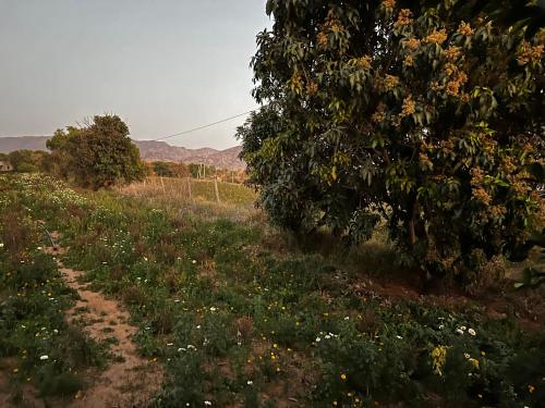 un campo con un árbol y un camino de tierra en CHK Emerald Villa’s Pushkar en Pushkar