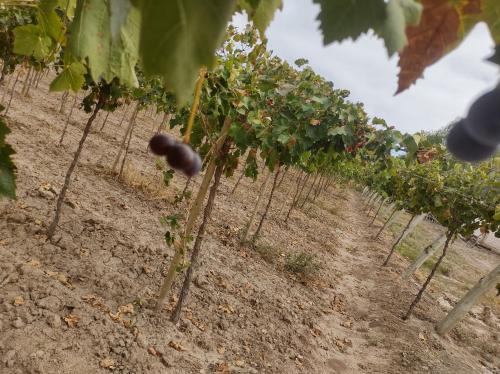 Κήπος έξω από το Finca el gallego