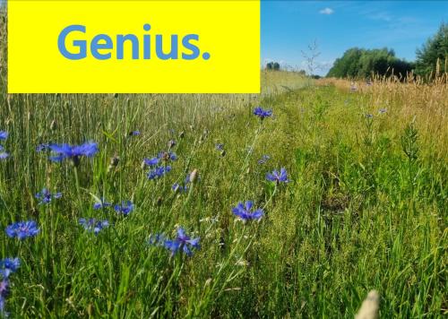 un campo de flores con una señal amarilla que dice genio en Your Genius Camp - miejsce na Twój namiot en Komorów