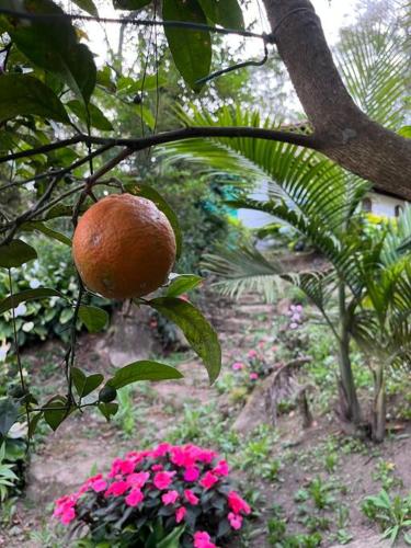 Taman di luar Café com chocolate