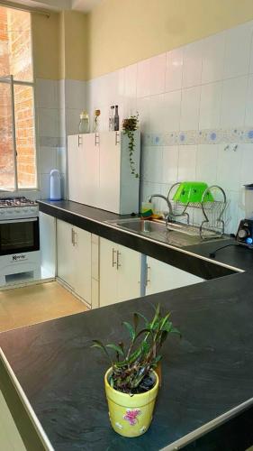 a kitchen with a potted plant sitting on a counter at Acogedora Habitación in Sucre