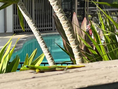 a lizard sitting on a fence next to a pool at Your Slice of Paradise in Kona in Kailua-Kona