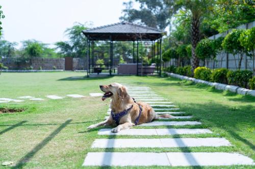 a dog laying on the grass near a gazebo at StayVista at The Francolin Farm with Free Breakfast, Infinity Pool & Jacuzzi in Sohna