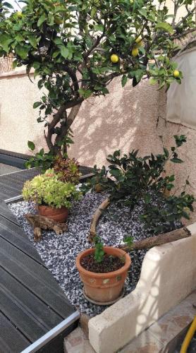 deux bonsaï dans des pots sur un chemin de gravier dans l'établissement Grande maison à louer à La Londe les maures, à La Londe-les-Maures