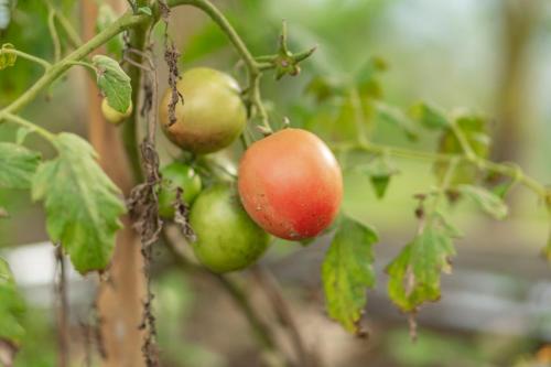 two green and red apples on a tree branch at Ritual Ubud in Gianyar