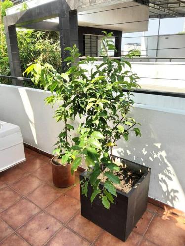 a plant in a black box on a balcony at Comfortable & serene stay at Red Rocks villa in Rajagiriya