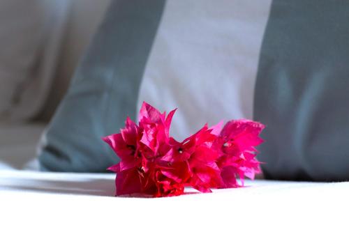 a bunch of pink flowers sitting on a table at Villa Nestor in Ingenio