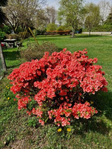 una pila de flores rojas en un parque en L'Oasi Amena - Camera Salvia, en Ameno