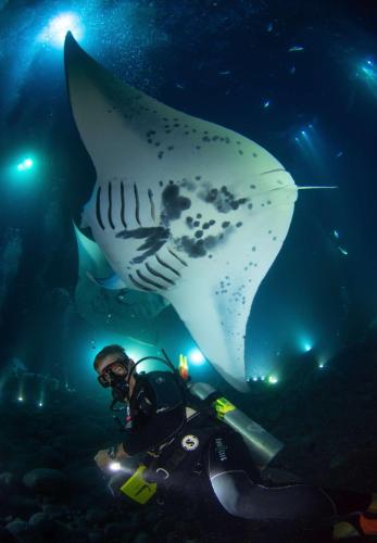 a diver in front of a shark in an aquarium at OUTRIGGER Kona Resort and Spa in Kailua-Kona