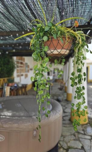 a plant in a pot hanging from a ceiling at Montinho do Palanque in Viana do Alentejo