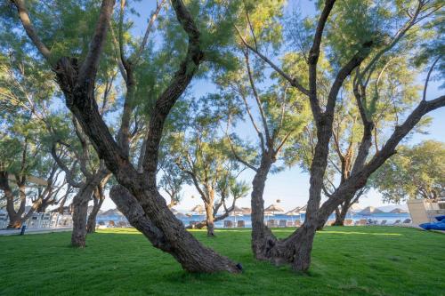 a group of trees in a park at Regia Mare Beach Hotel & Spa Bodrum in Ortakent