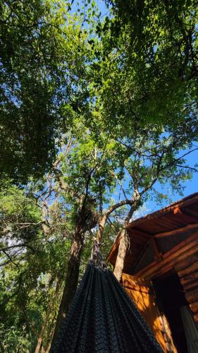 een uitzicht op een boom vanaf de top van een luifel bij El Paraíso Ecolodge in Coronel Moldes