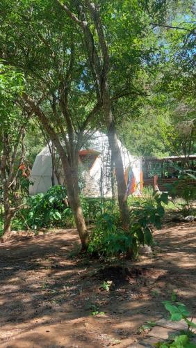 a group of trees in front of a trailer at El Paraíso Ecolodge in Coronel Moldes