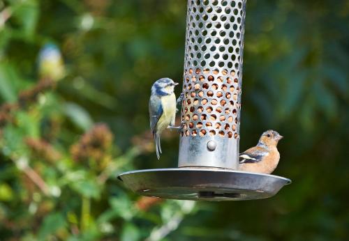 two birds are perched on a bird feeder at Y Beudy Llangrannog in Llangrannog