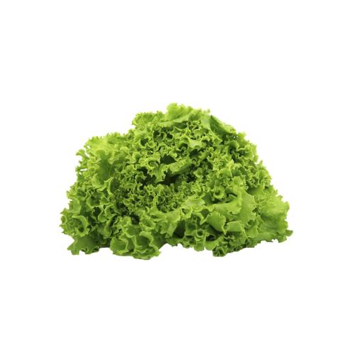 a bunch of green lettuce on a white background at Quarto do Igor in Portel