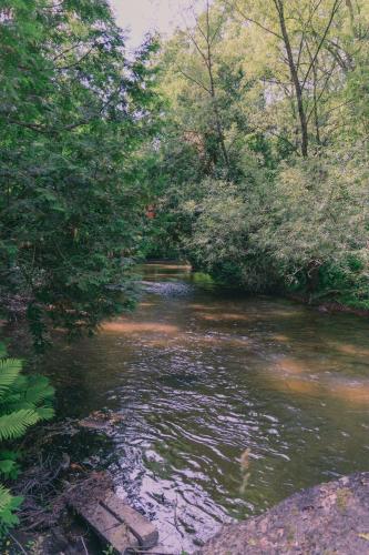 a stream of water with trees on the side of it at Homegrown Hideaway in Port Dover