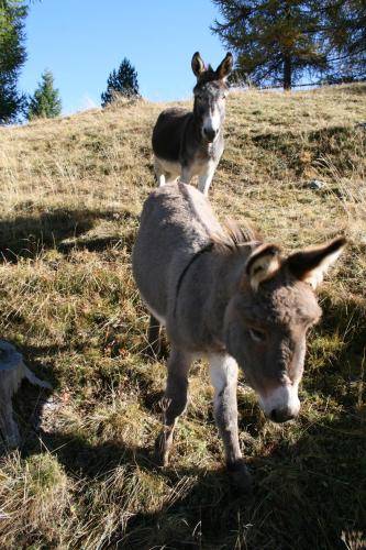 two animals standing on top of a grassy hill at Haus Montanara in Unterbäch