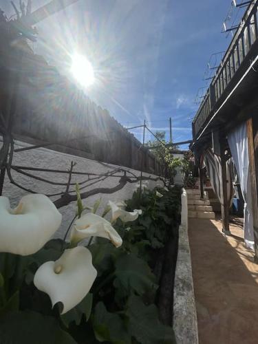Φωτογραφία από το άλμπουμ του Giardino Zen a due passi dal mar σε Cannigione