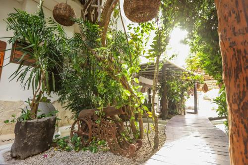 a wooden bench sitting next to a bunch of plants at 40 Cañones in Mahahual