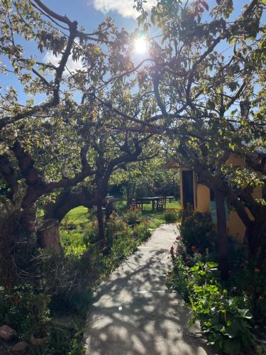 a path through a garden with trees and a building at Habitación céntrica calafate viejo hostel in El Calafate