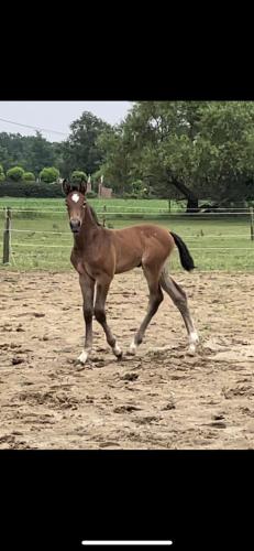 a brown horse is running in a field at Villa71 in Rijkevorsel