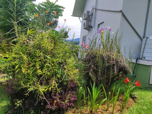 a garden with flowers and plants in front of a building at Rêve Tropical Chambres D'hôtes in Anse a La Mouche