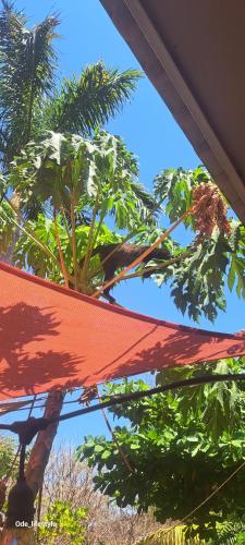 Imagen de la galería de Guesthouse Casa Avi Fauna, en Ocotal