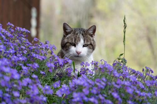a cat sitting in a field of purple flowers at Ferienwohnung am Siglhof in Samerberg