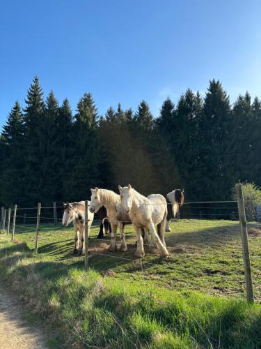 a group of horses standing in a field at Landhaus auf der Alm in Langschlag