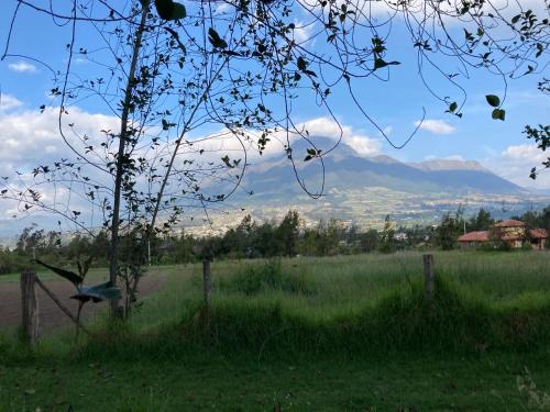 a tree in a field with a mountain in the background at Casa Semilla in Cotacachi