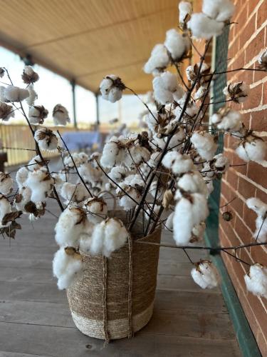 un montón de plantas de algodón en una cesta en The Thirsty Farmer, 