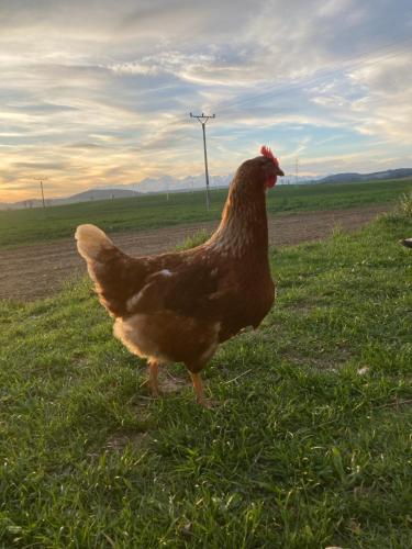 a brown chicken standing in the grass in a field at Penzion Úsmev in Arnutovce