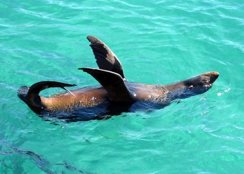 a dolphin swimming in the water with its mouth open at Coastal Comfort Motel in Narooma