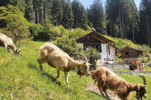 Gallery image of Baita - Chalet tra Pinzolo e Madonna di Campiglio in Madonna di Campiglio