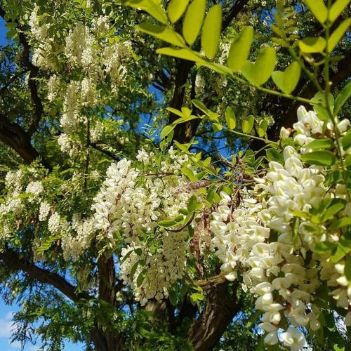 a bunch of white flowers on a tree at 7 STODOŁA - Hotel butikowy in Osiek