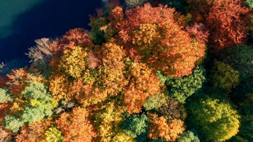an aerial view of a forest with colorful trees at Parkresidenz Lychen, Ferienwohnung 10 in Lychen