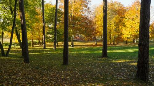 a park with trees and leaves on the grass at Parkresidenz Lychen, Ferienwohnung 5 in Lychen