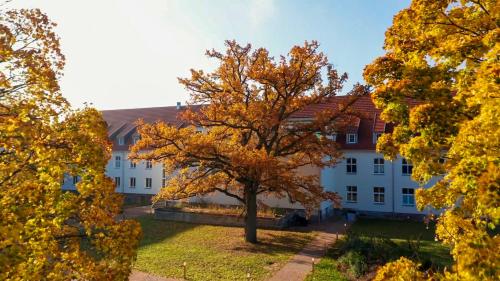 a tree in front of a white building at Parkresidenz Lychen Ferienwohnung 2 in Lychen