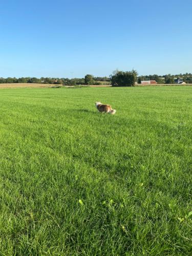 une vache pondeuse dans un champ d’herbe verte dans l'établissement La Longère, à Brectouville