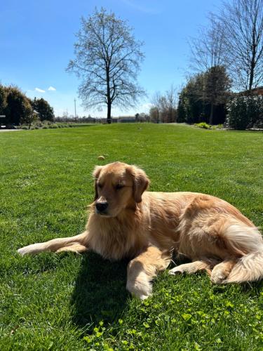 a brown dog laying in the grass in a field at Il Glicine - Natural BnB in Castello di Godego