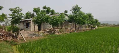 ein Haus inmitten eines Reisfeldes in der Unterkunft Gadyauli Village in Debichaur