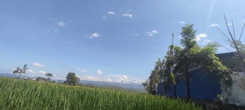 pole wysokiej zielonej trawy obok niebieskiej ściany w obiekcie Gadyauli Village w mieście Debichaur