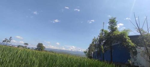 un prato di erba alta vicino a una recinzione blu di Gadyauli Village a Debichaur