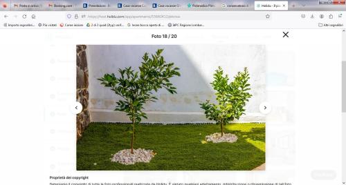 two trees in a screenshot of a website at Casa vacanze Oristano Ghilarza Sardegna in Ghilarza