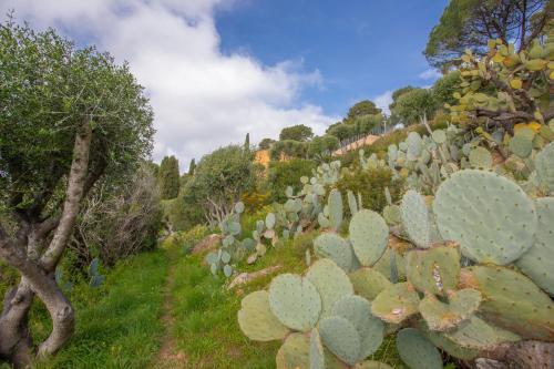a group of cacti on a hill with trees at Le Mas Berliat F2 N°14 in Bormes-les-Mimosas